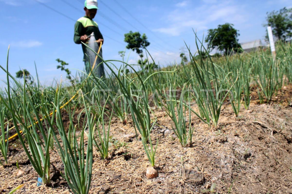 Bisnis benih hortikultura memiliki prospek menjanjikan