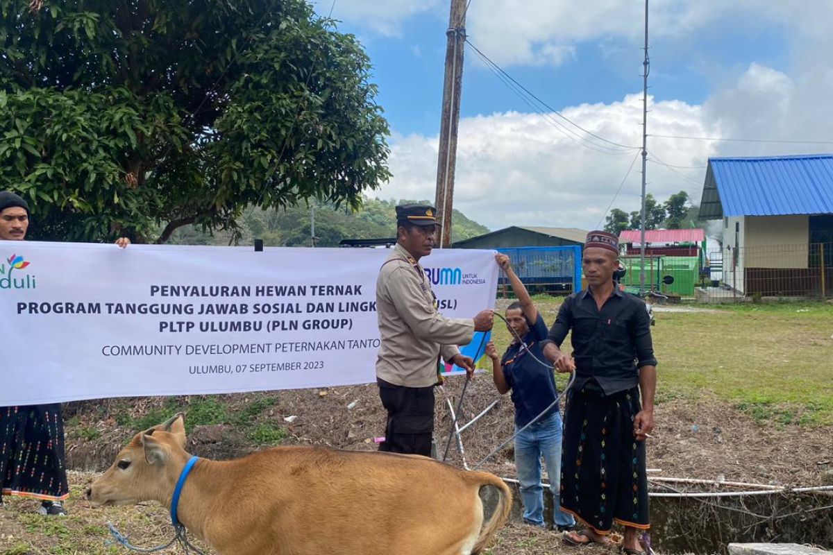 PLN bantu ternak kepada warga sekitar PLTP Ulumbu Manggarai