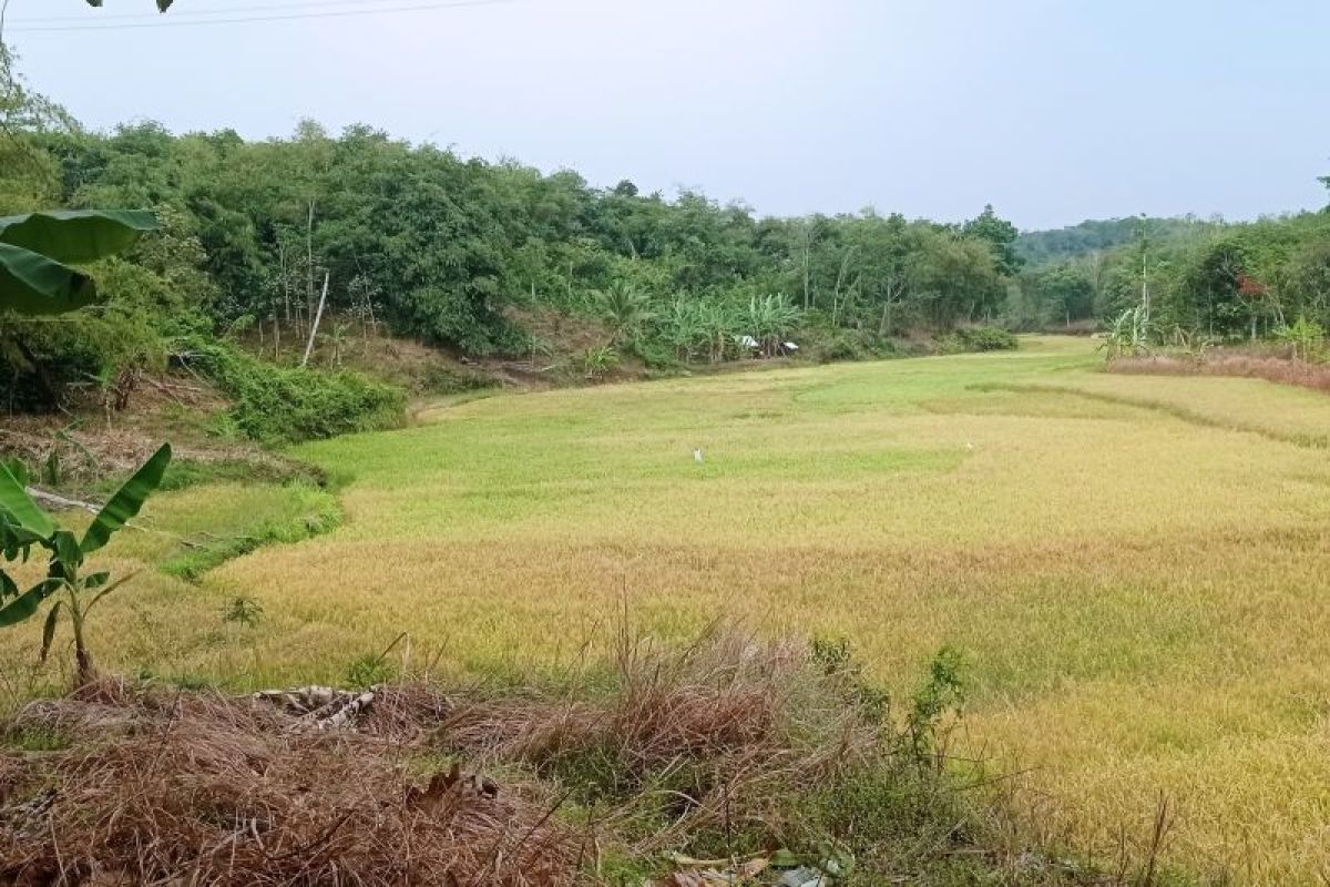 Lebak ajukan sertifikasi varietas benih padi lokal ke Kementan