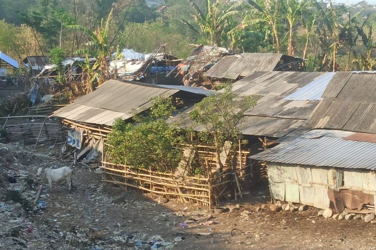 Sapi di TPA Jatibarang akan direlokasi