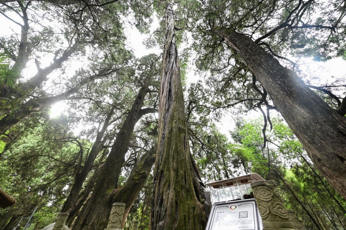 Platform pengelolaan mahadata pohon kuno diluncurkan China