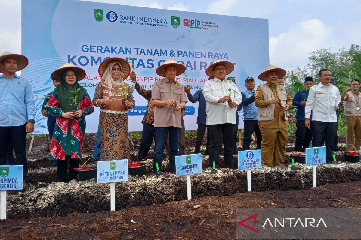 Gerakan Nasional Pengendalian Inflasi Pangan di Bengkalis dimeriahkan panen cabe