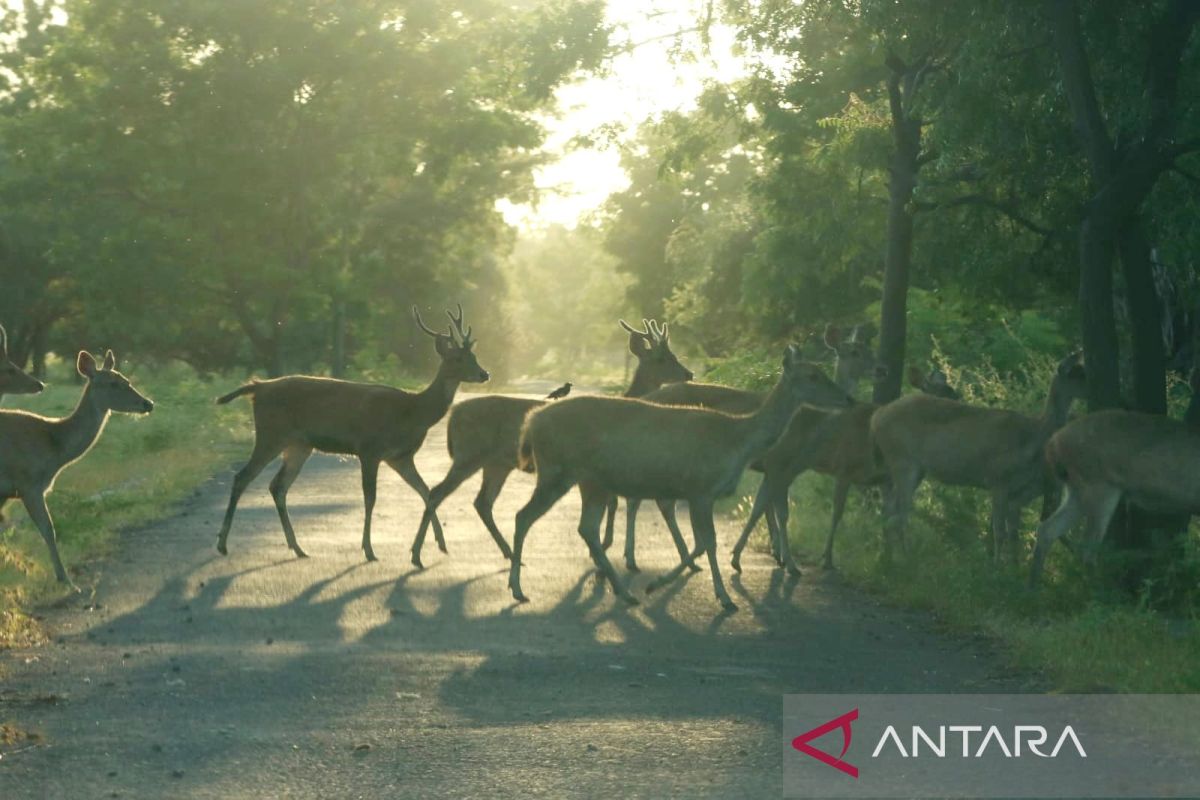 Balai Taman Nasional Baluran terjunkan 67 personel atasi kebakaran hutan