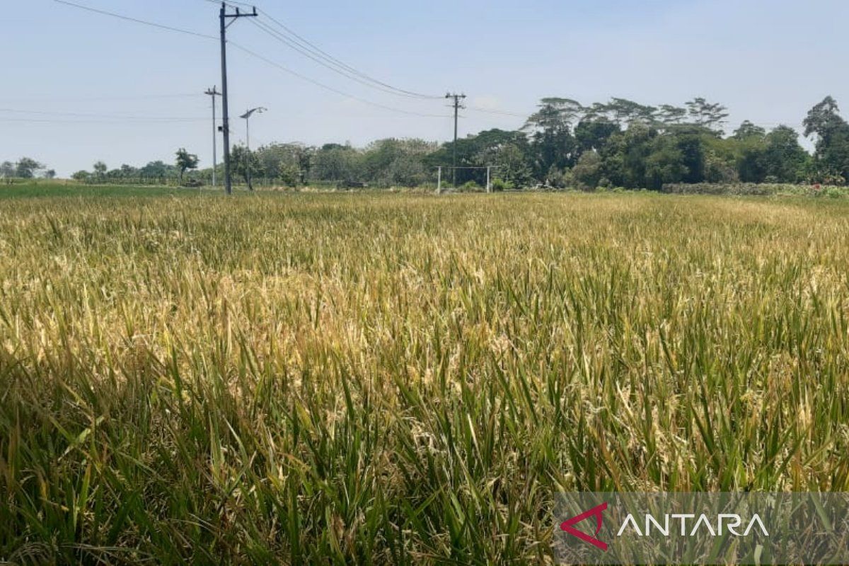 Petani  di Klaten kendalikan hama tikus di areal persawahan