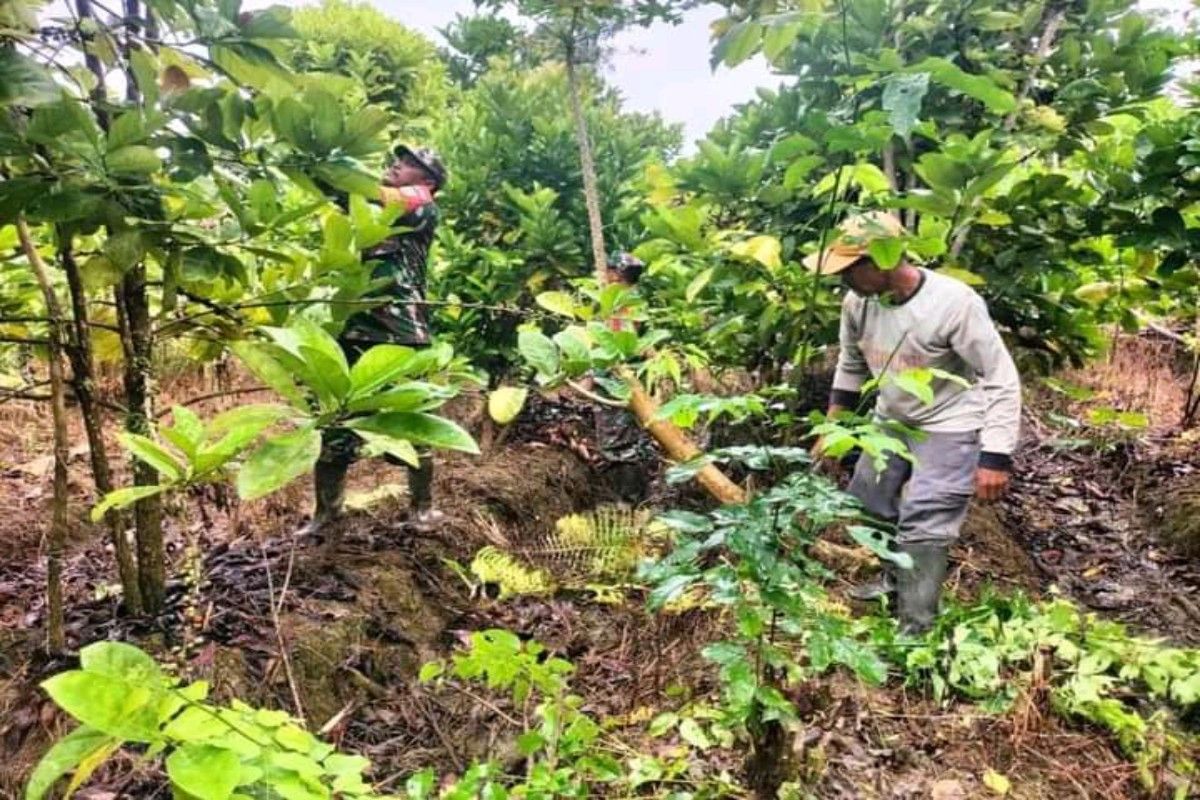 Babinsa Kodim 1710 ajarkan budidaya kopi robusta bagi warga binaan di Mimika