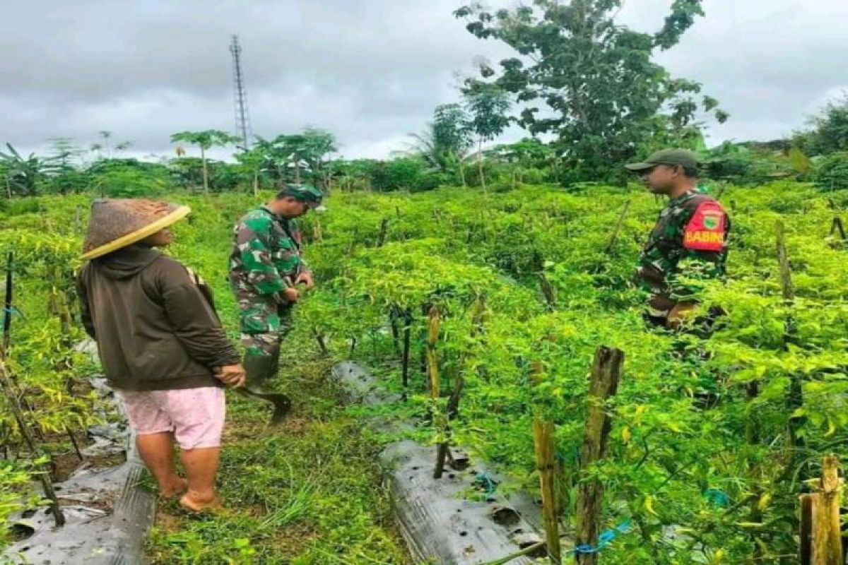 Babinsa Mapurujaya mendukung program ketahanan pangan