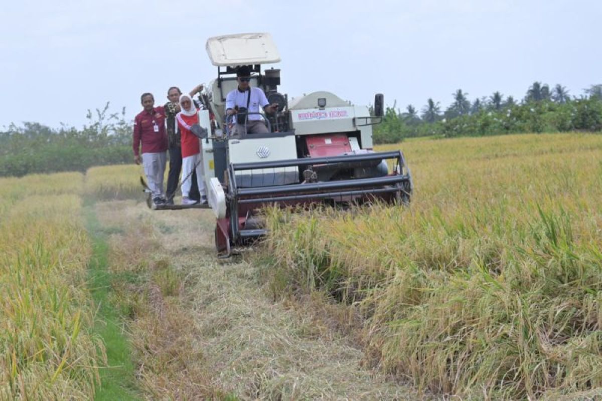 Dinpertan  perkirakan musim tanam pertama di Purbalingga mundur