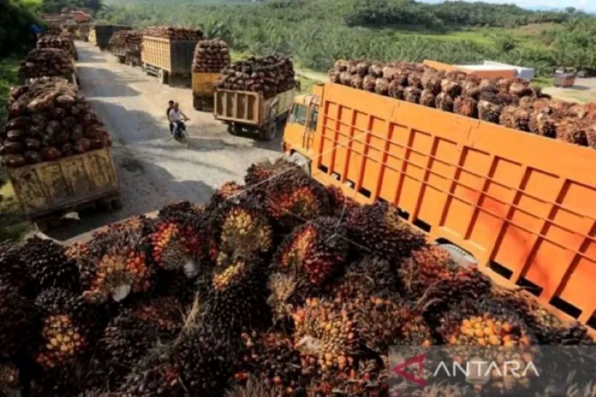 Harga CPO di Sumsel turun Rp106 per kilogram