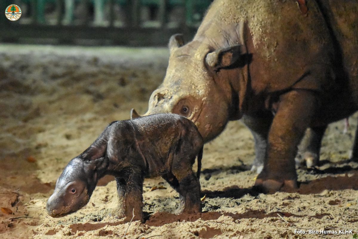 Satu badak sumatera lahir di TN Way Kambas