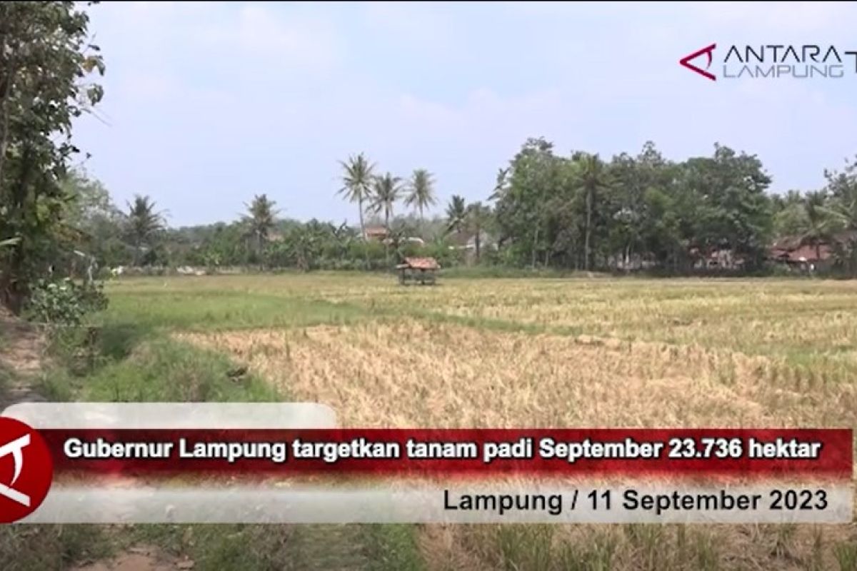 Lampung targetkan tanam padi September 23.736 hektar