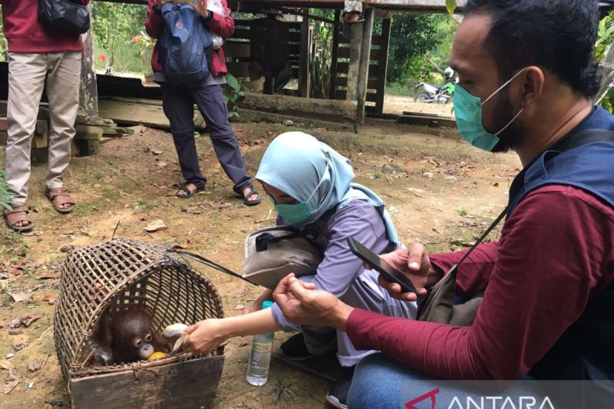 Tercatat 12 orang utan dilepasliarkan ke alam