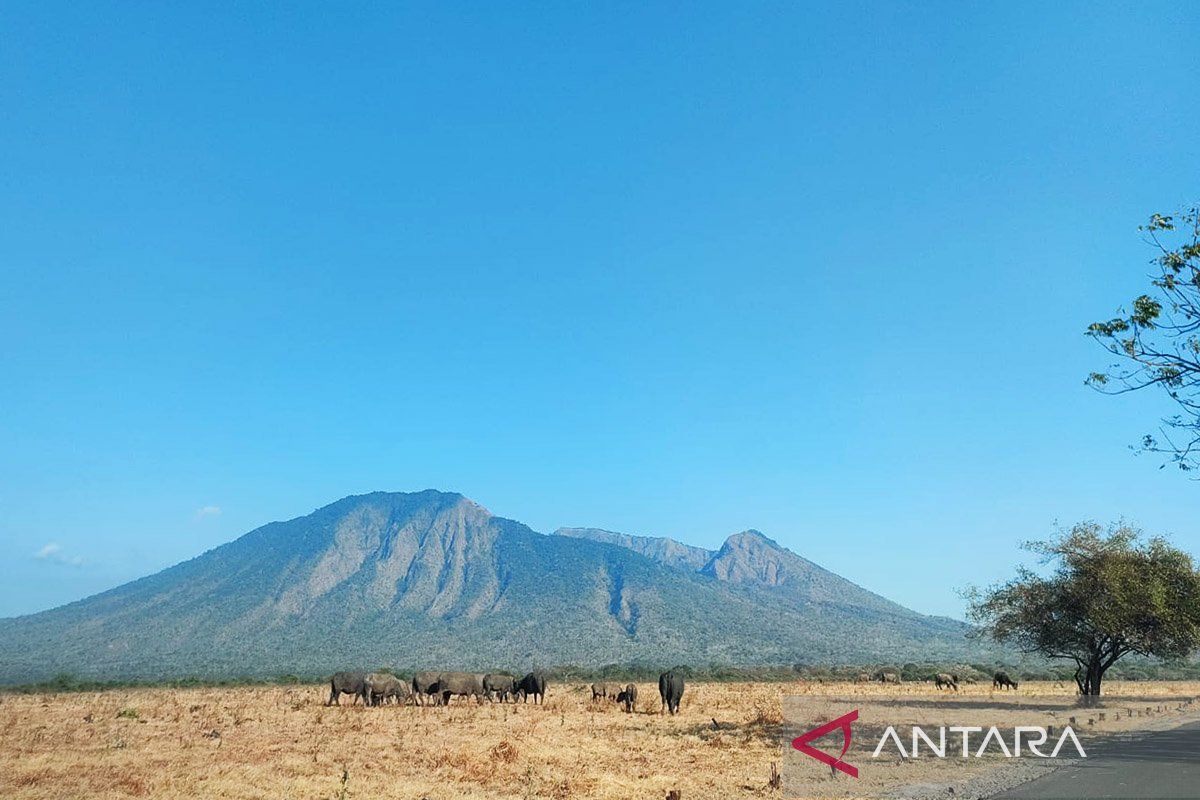 Kunjungan wisata Taman Nasional Baluran Situbondo kembali dibuka