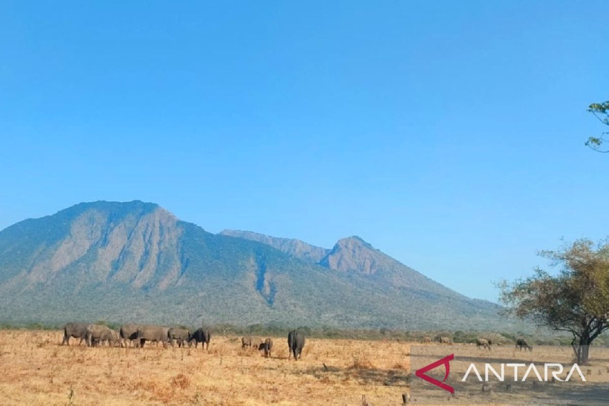 Kunjungan wisata di Taman Nasional Baluran Situbondo kembali dibuka