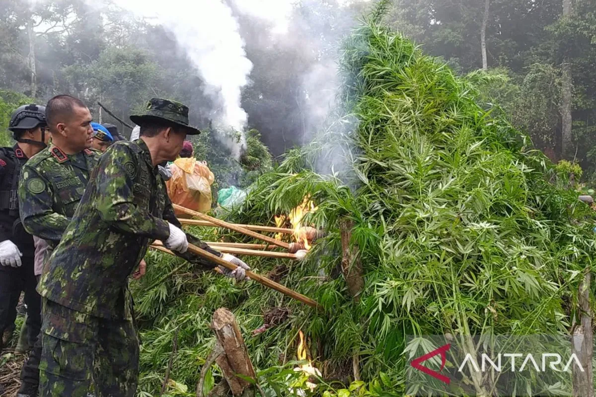 bnn-destroys-20-hectares-of-cannabis-fields-in-aceh