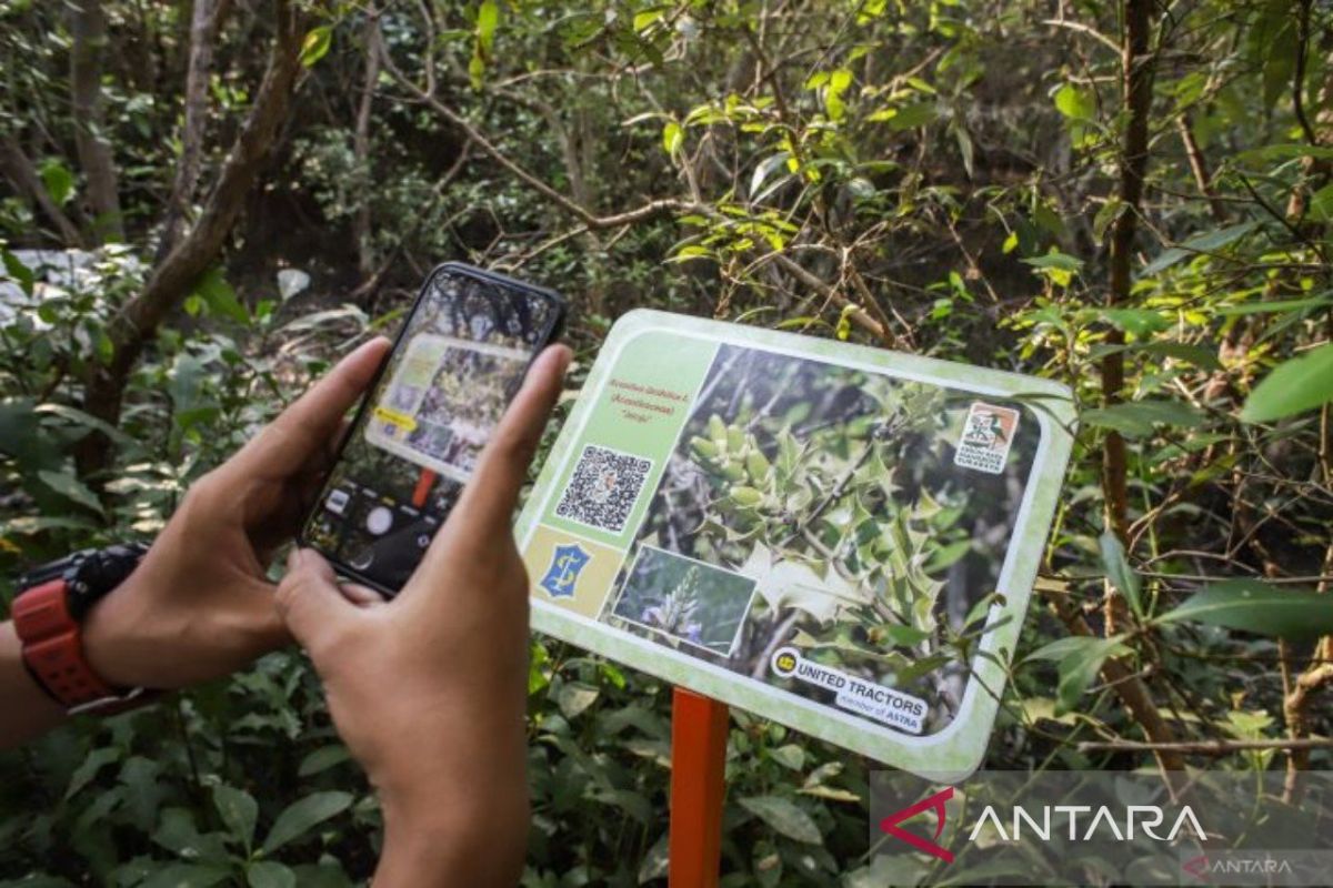 Koleksi KRM Surabaya bertambah dua jenis mangrove