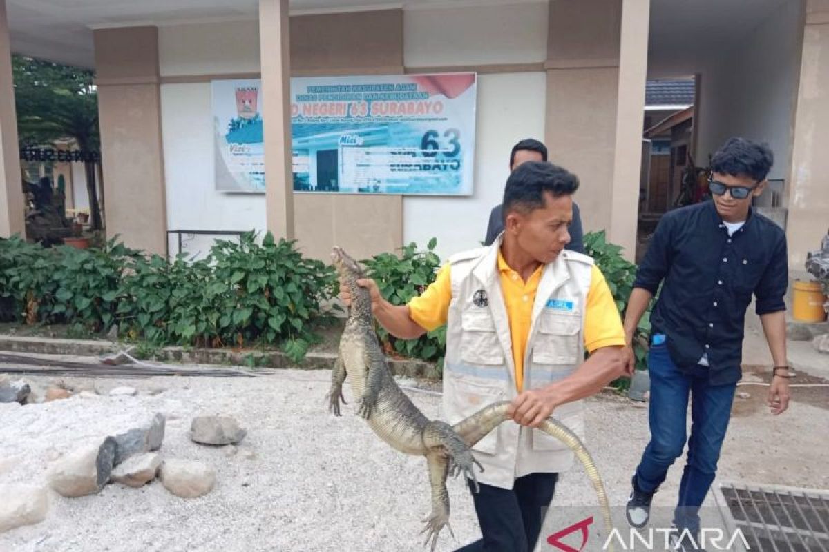 BKSDA Sumbar evakuasi biawak di SDN 63 Lubuk Basung Agam