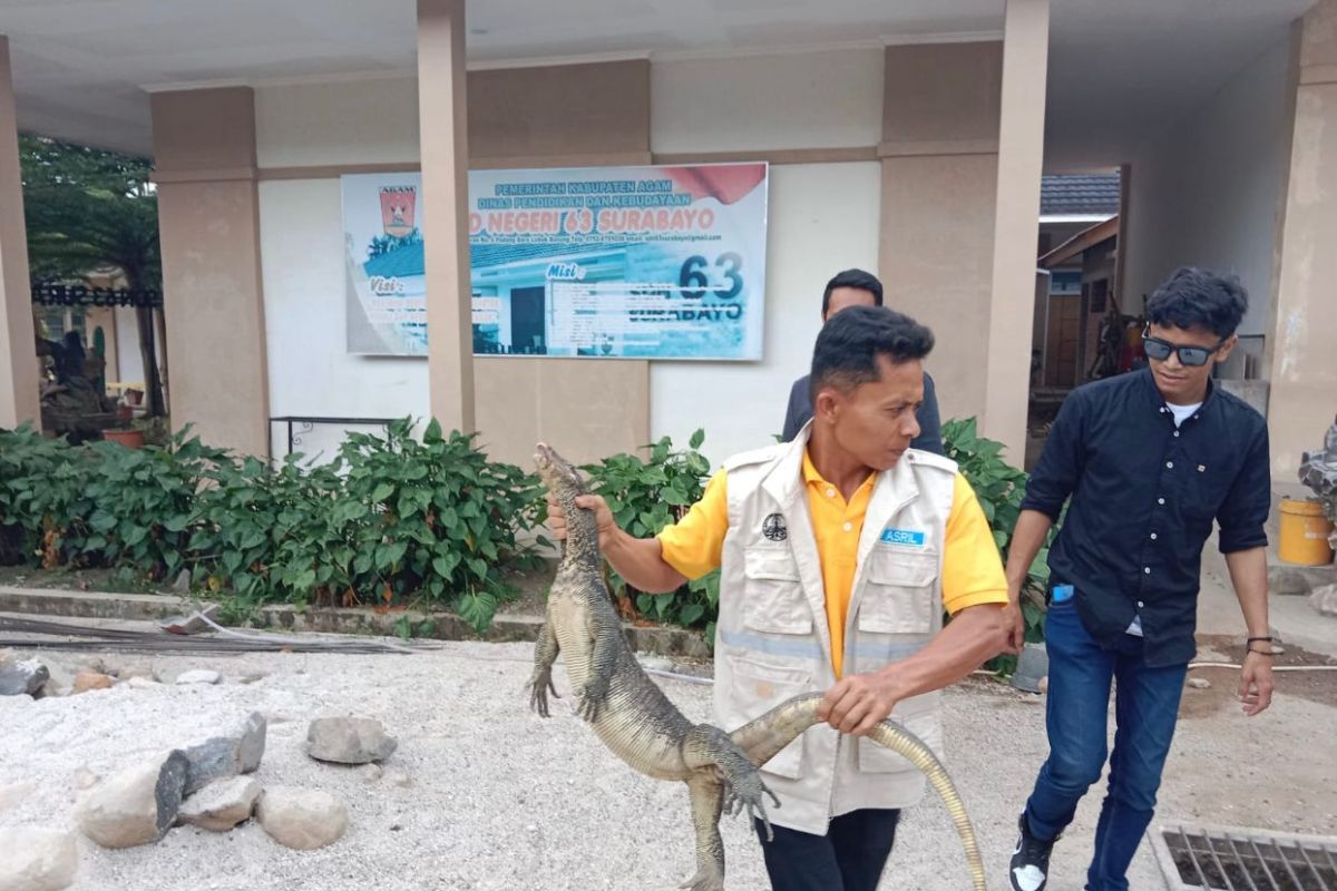 BKSDA Sumbar evakuasi biawak