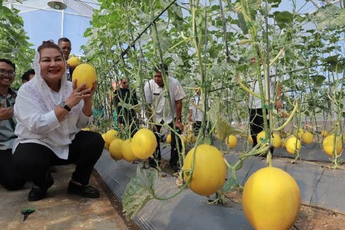 Pemkot Semarang gandeng petani, garap aset lahan jadi produktif