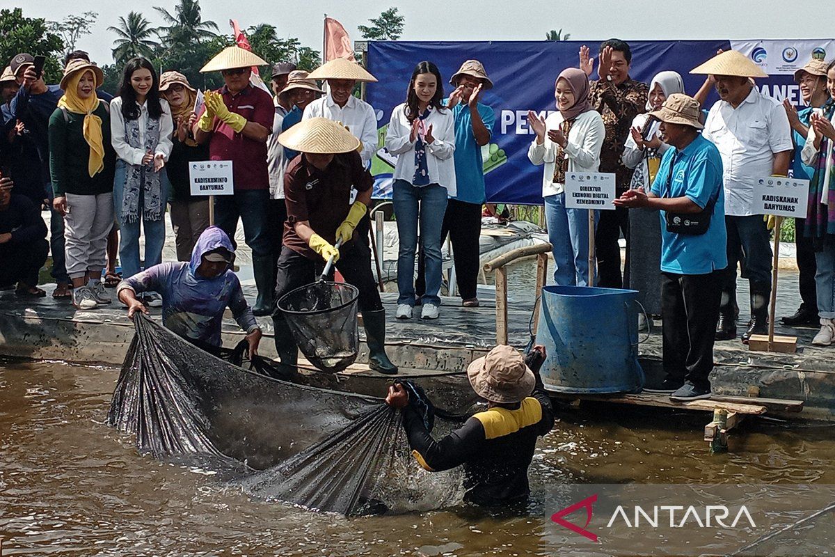 Kominfo  panen raya ikan program Pembudi Daya "Go Digital" di Banyumas