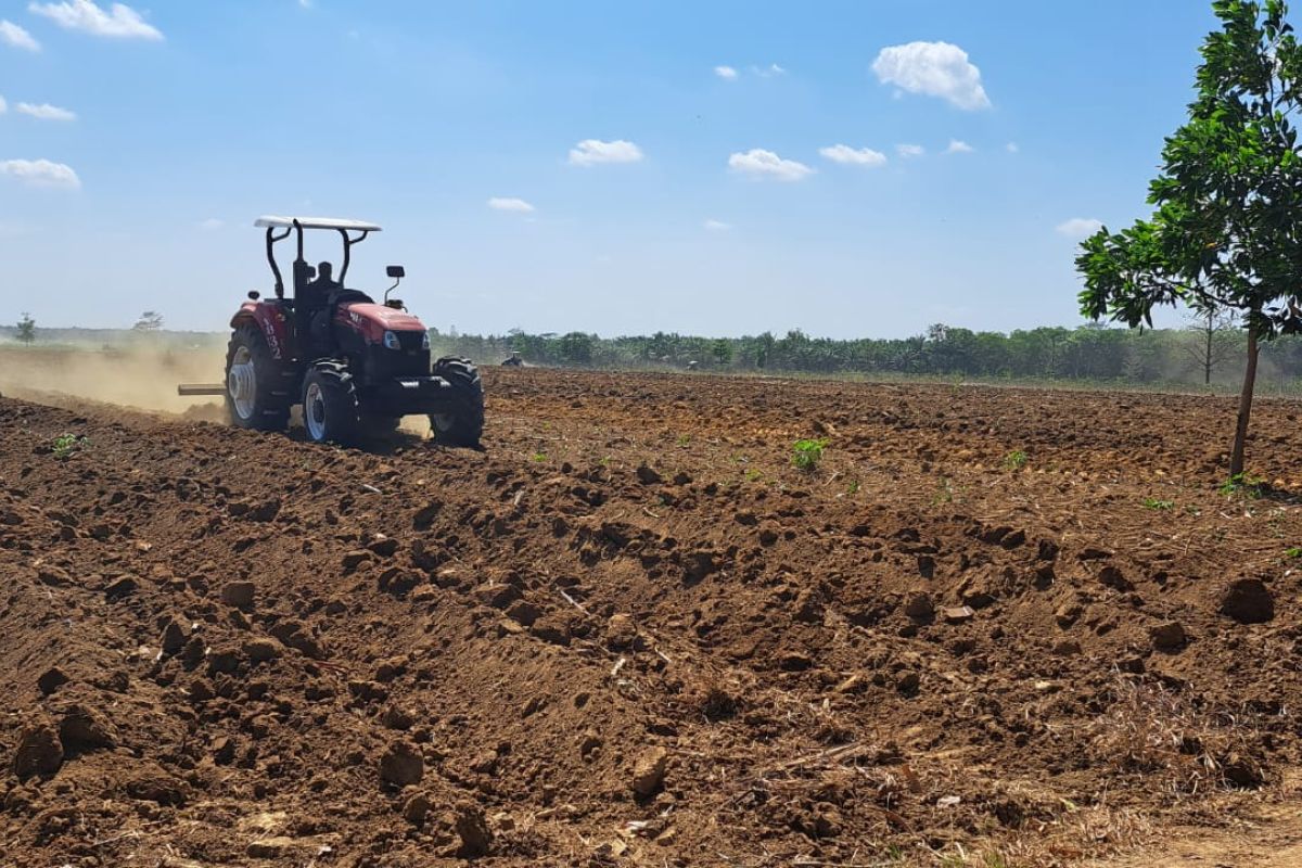 Ratusan petani pengelola lahan PT BSA dapat tali asih tanam tumbuh singkong