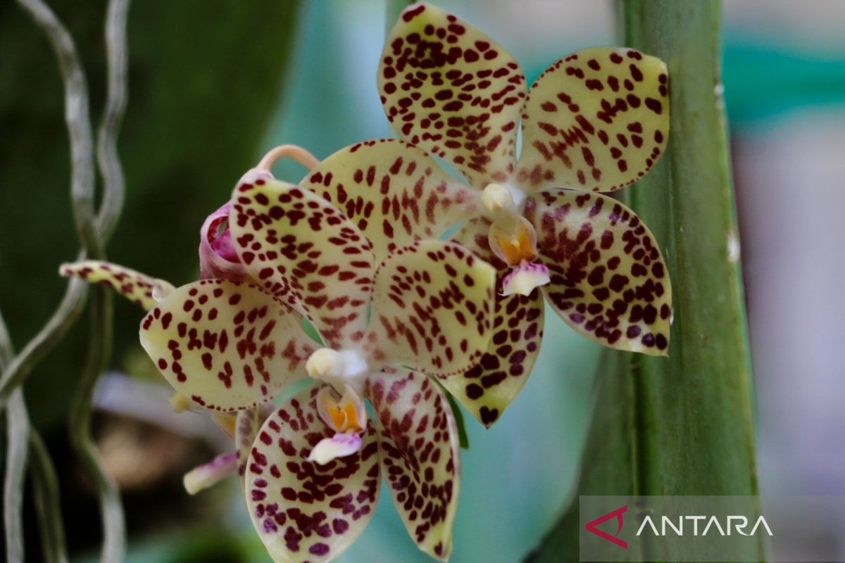 Lima flora langka di Indonesia dan upaya pelestariannya