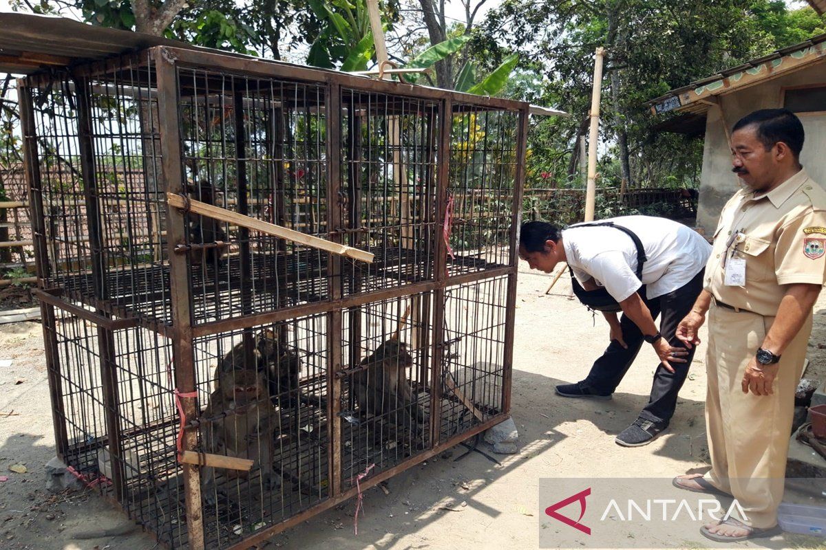 DLH Boyolali berupaya kurangi populasi monyet ekor panjang di lereng Merapi