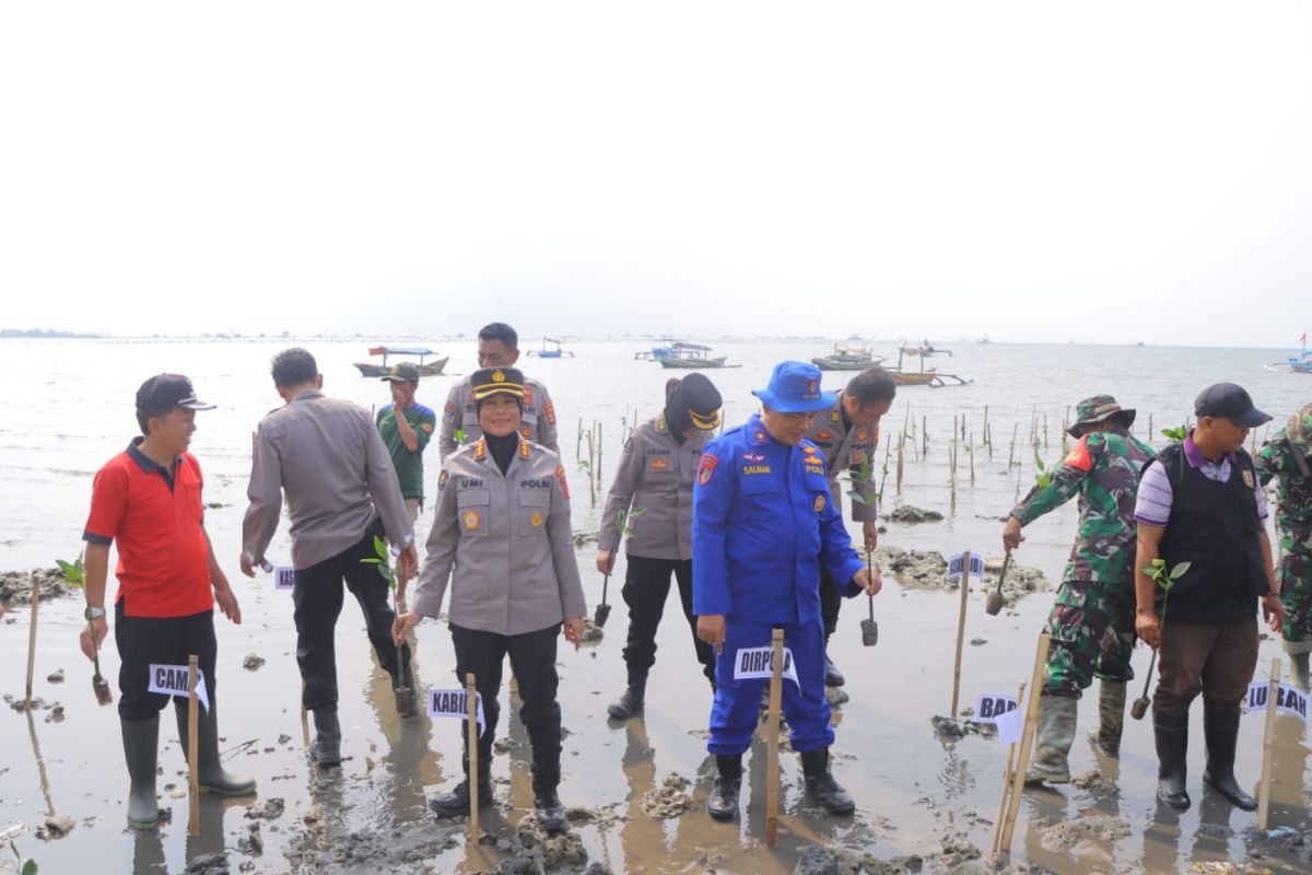 1.000 bibit mangrove ditanam di pesisir Pantai Keteguhan Bandarlampung