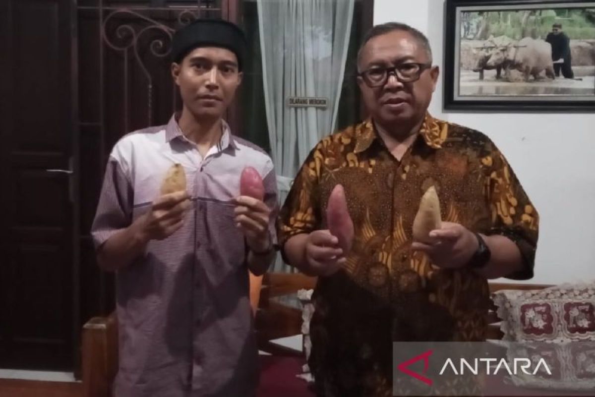 Ubi madu tembnus pasar pasar negara Asia