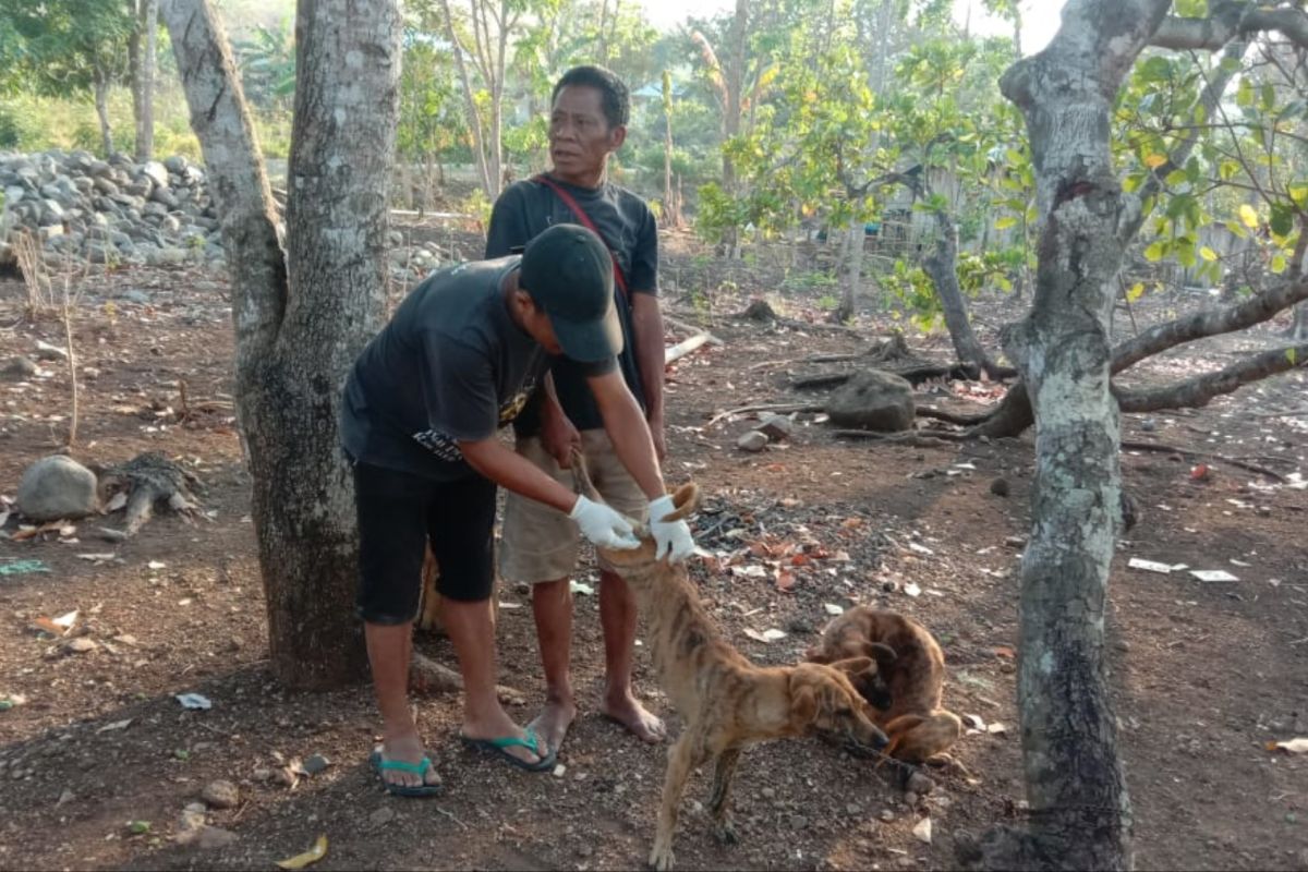 Pemkab Nagekeo intensifkan vaksinasi hewan untuk cegah rabies