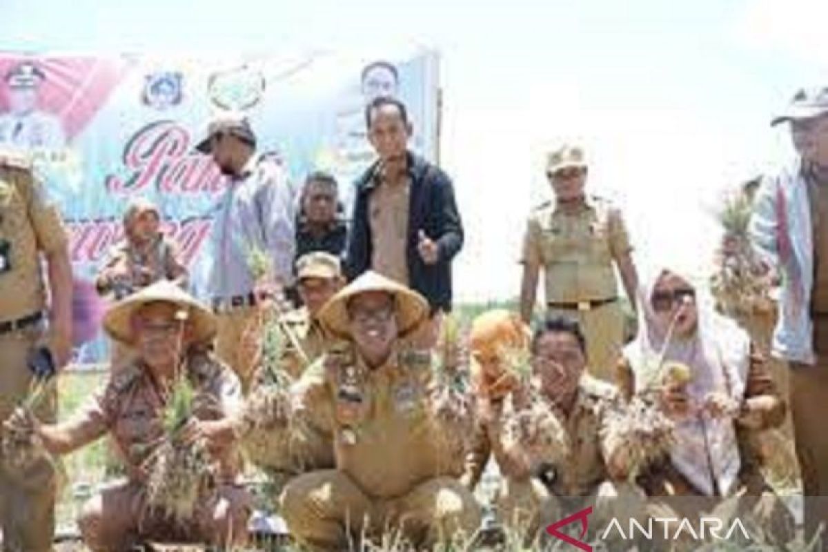 Pemkab Muna Barat menjadikan tanaman bawang merah komoditi unggulan