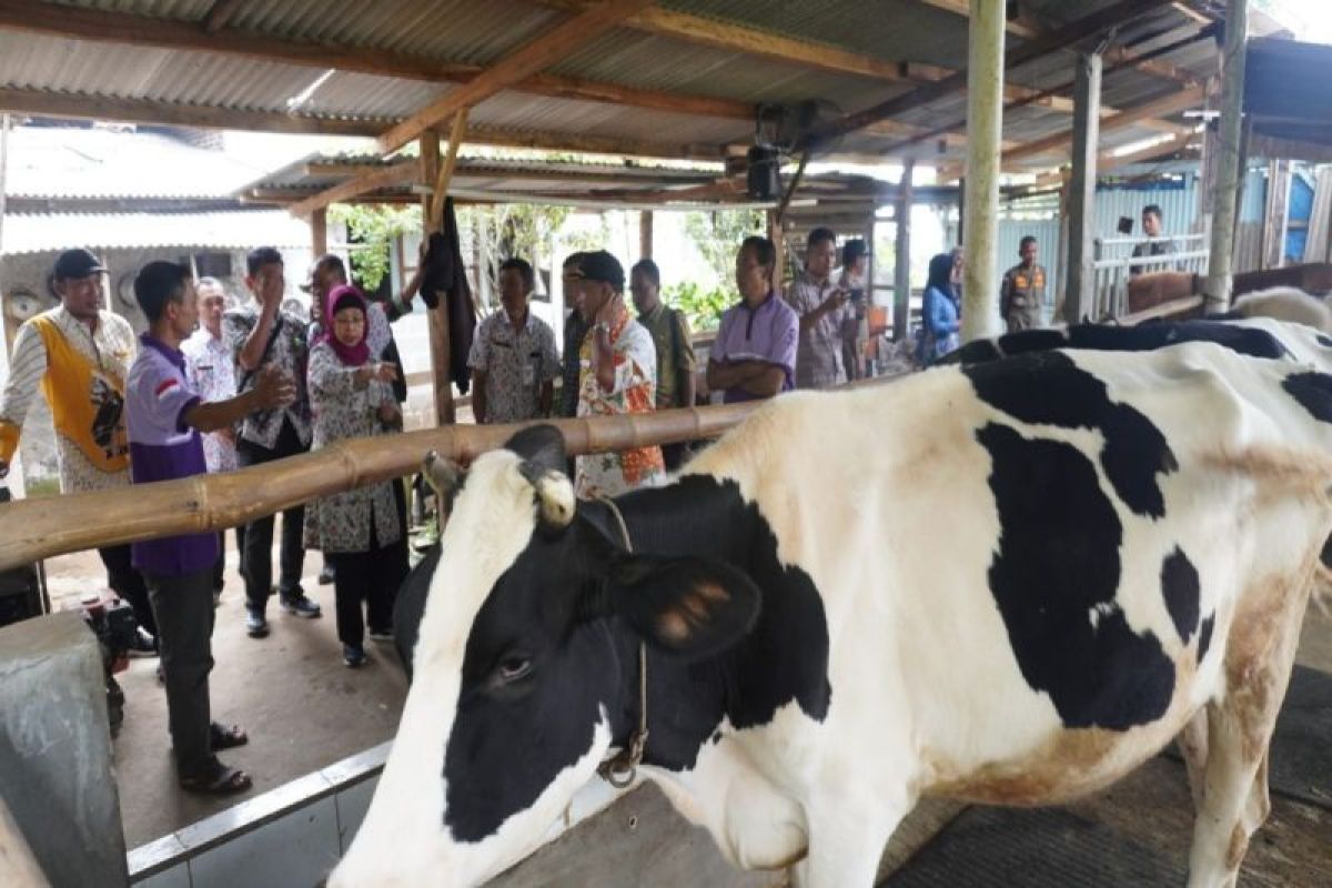 Batang lakukan pendampingan peternak sapi perah cukupi kebutuhan  susu