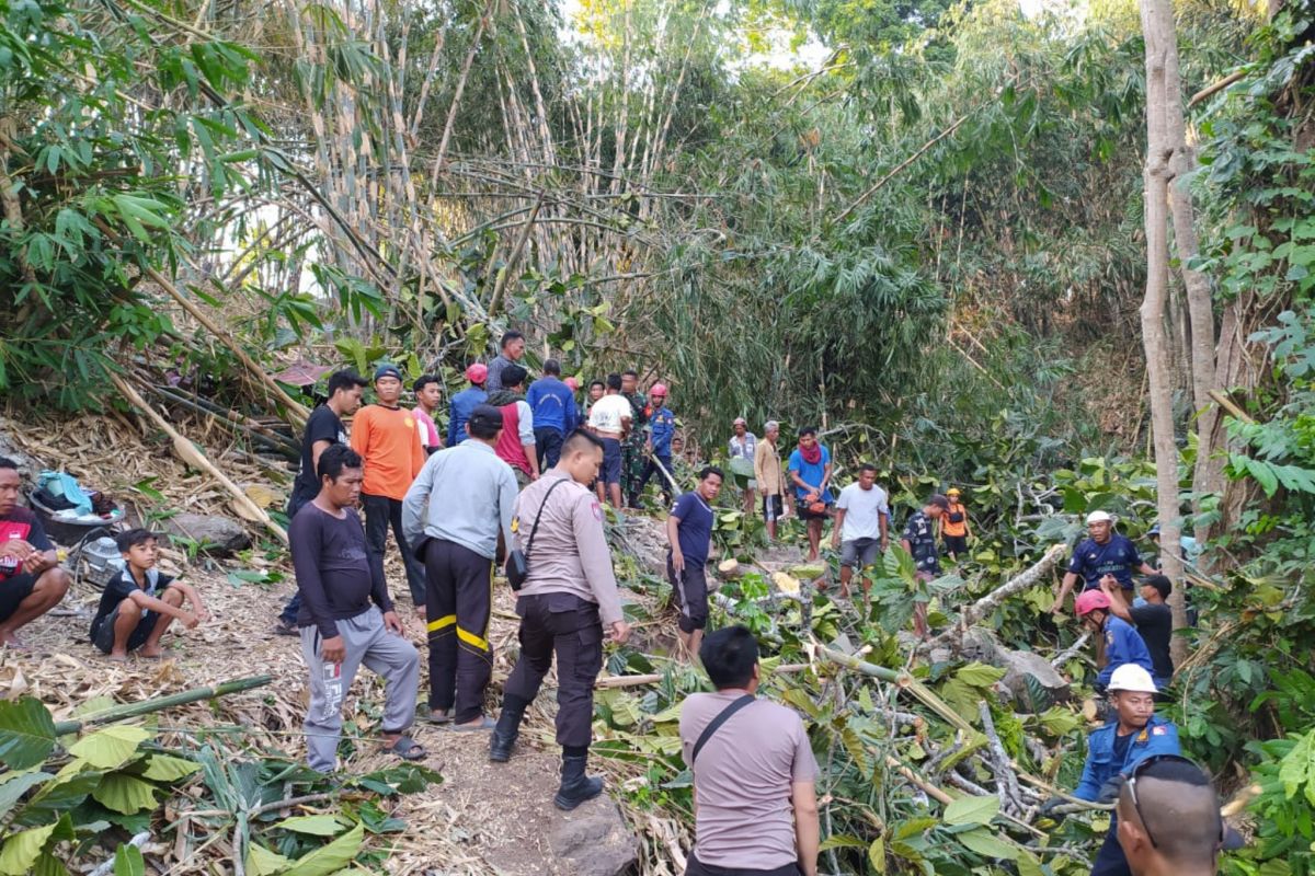 10 warga Pringgasela tertimpa pohon tumbang