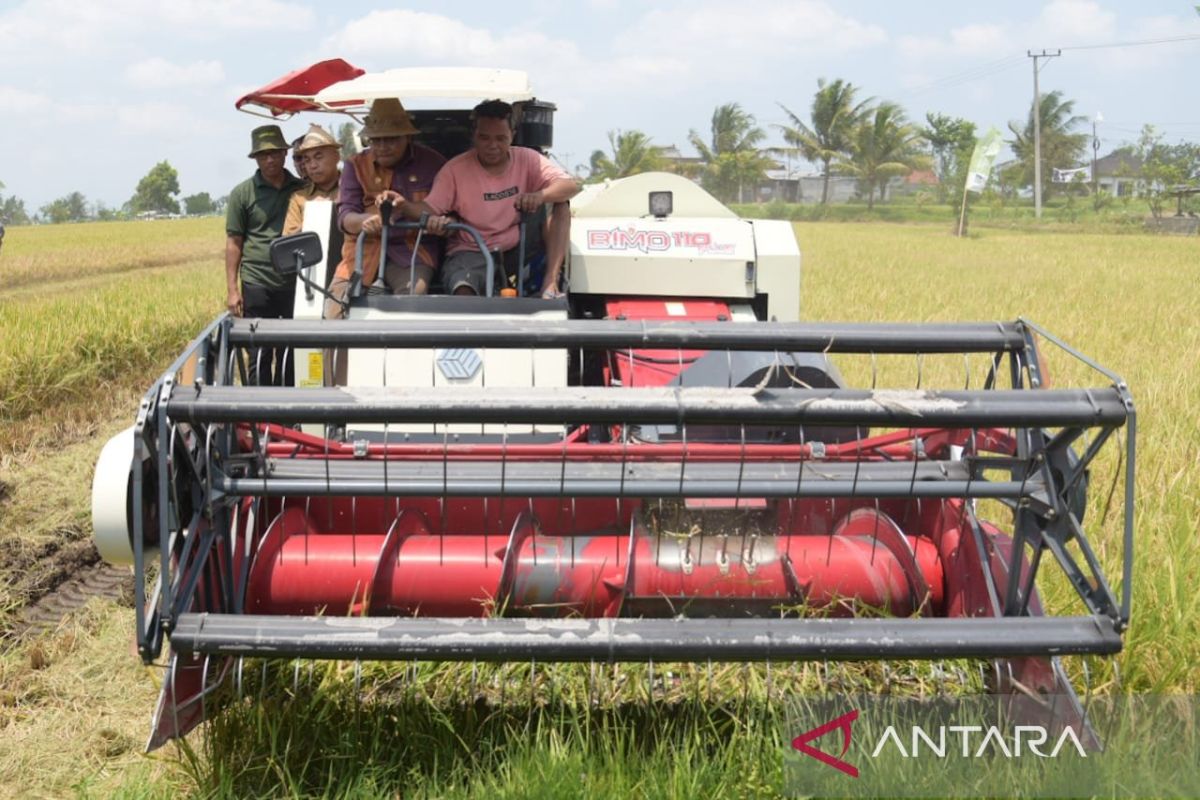 Pj Gubernur NTB panen raya padi walau ada dampak fenomena El Nino