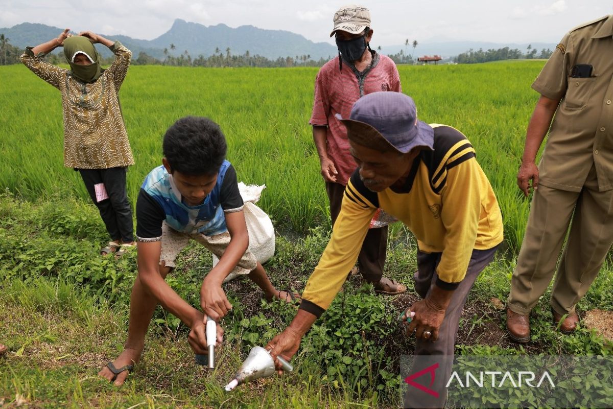 Pemkab Tanah Datar bersama warga lakukan pengendalian hama tikus