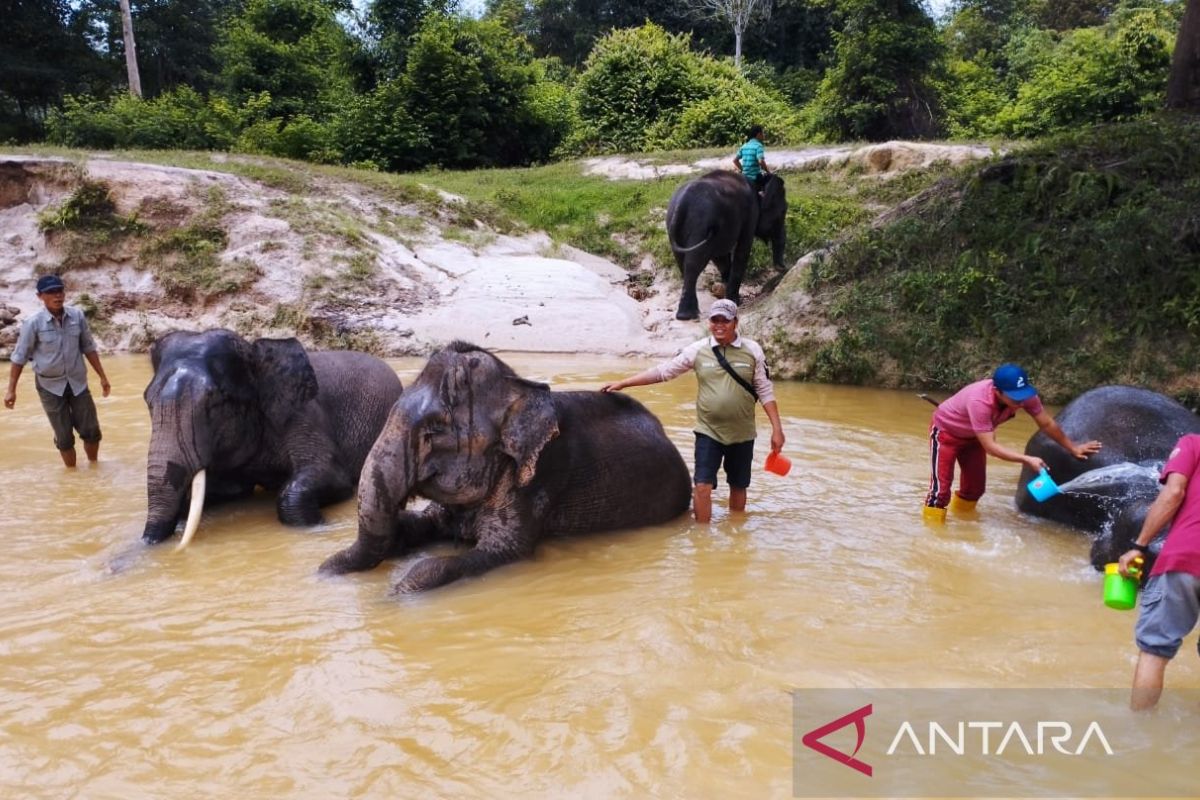 SKK Migas dan PHR komitmen menjaga kelestarian satwa Gajah Sumatera