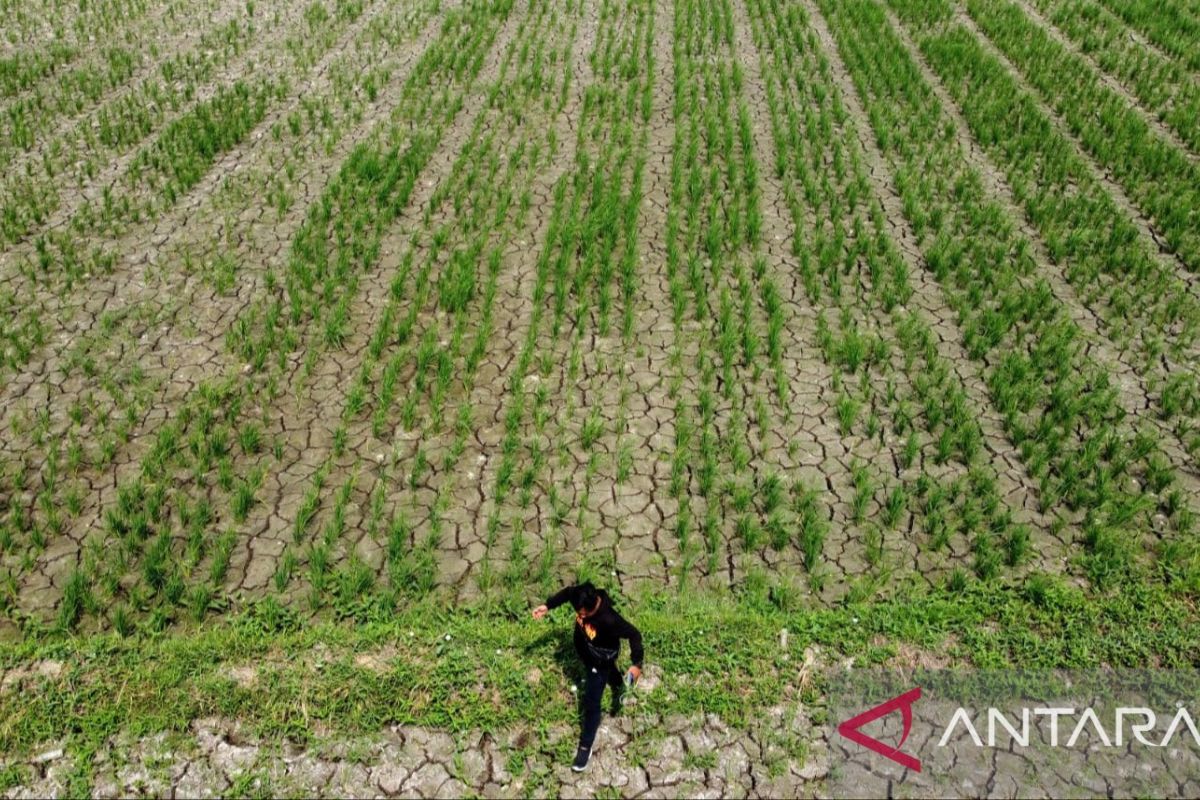 Artikel - Menjaga ketahanan pangan di tengah kekeringan