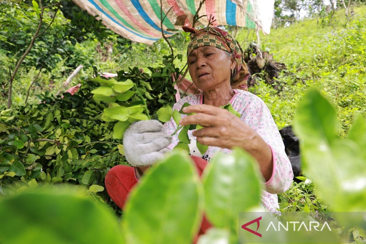 Daun jeruk purut di Tanah Datar tembus pasar nasional