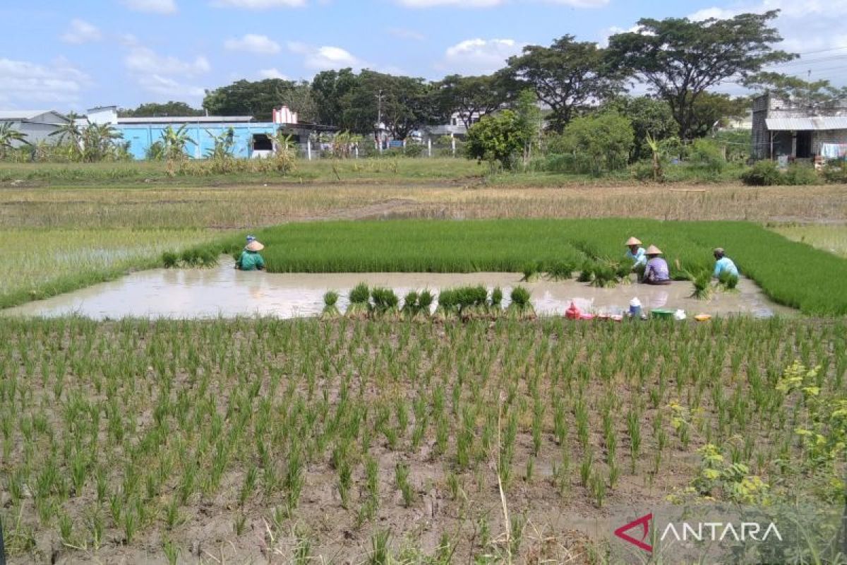 Pemkab prioritaskan petani belum terima bantuan benih