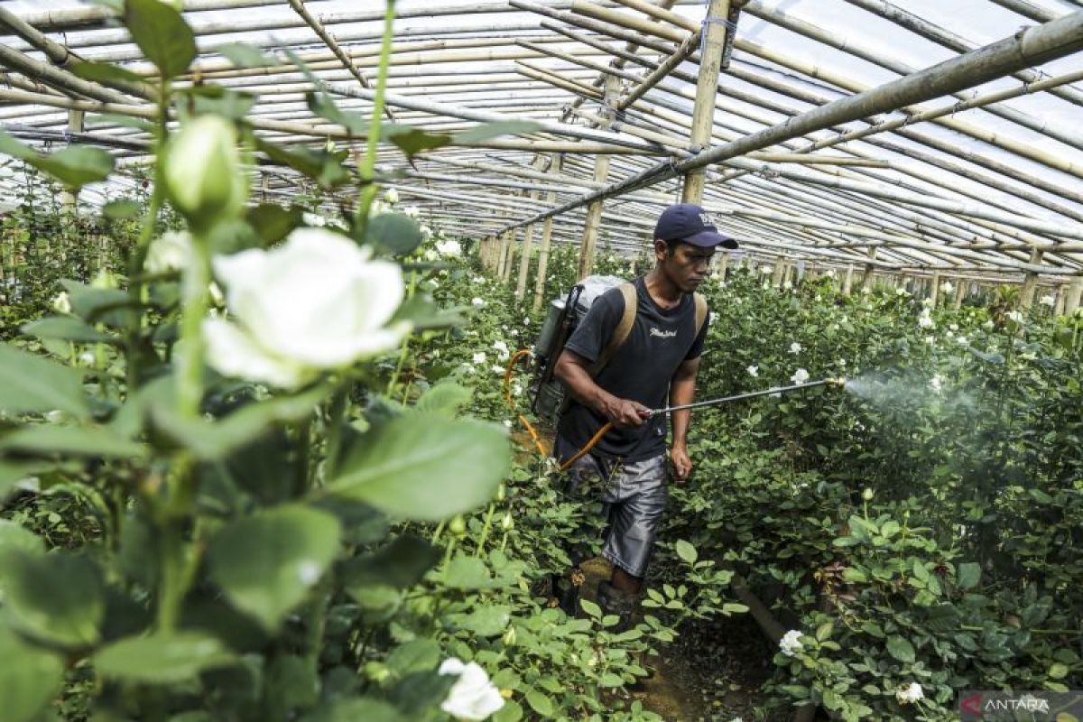 Masyarakat diimbau tanam pohon hias di halaman rumah atasi polusi