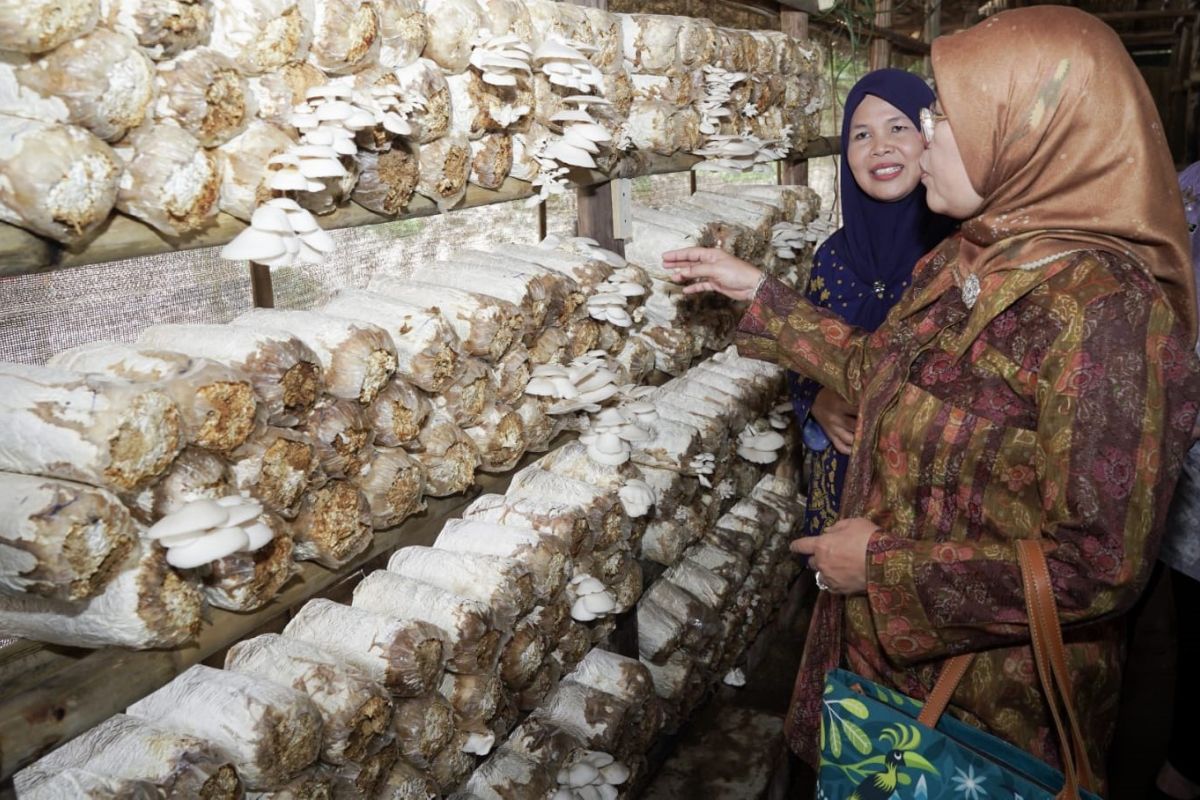 Kemenperin tumbuhkan wirausaha baru IKM pengolah jamur tiram
