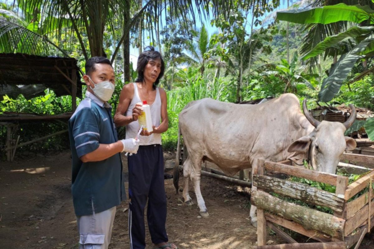 Dinas Pertanian Kulon Progo lakukan vaksinasi antraks di Girimulyo