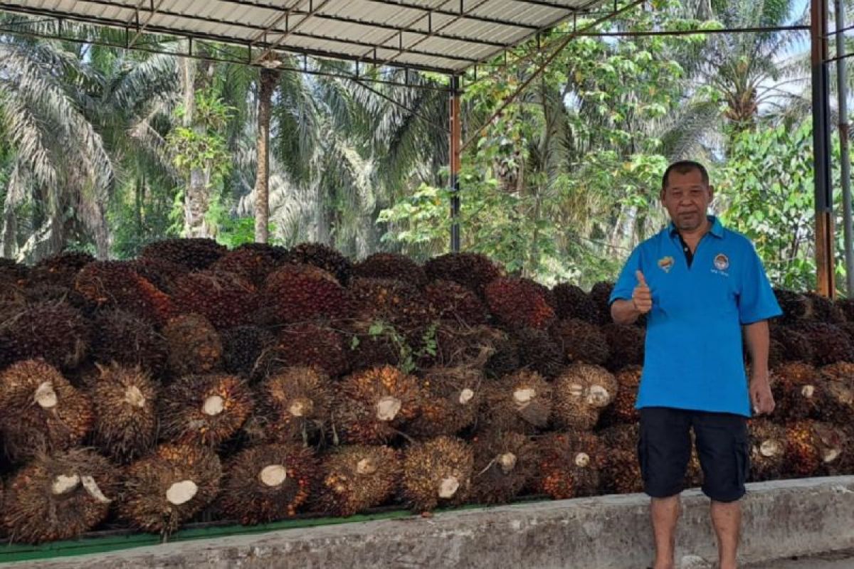 Melihat kesejahteraan mitra PT SLS di Pelalawan