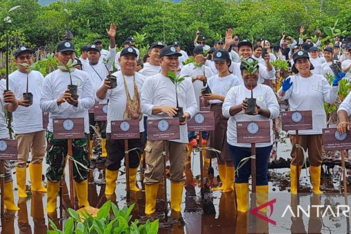 300 bibit mangrove ditanam area sekitar Jembatan Youtefa Jayapura