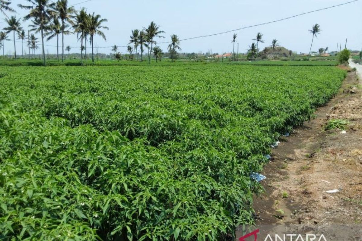 Masyarakat Kulon Progo diimbau bijak membeli cabai