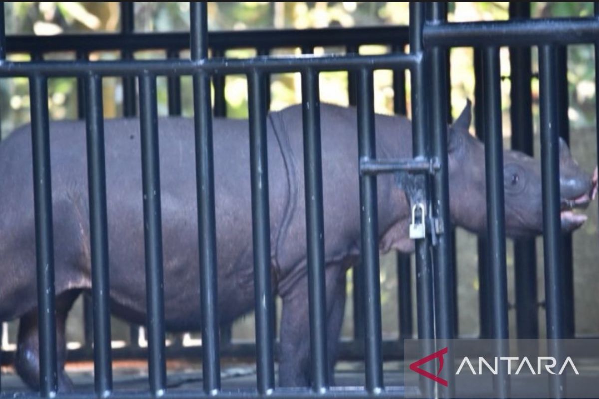 KLHK melestarikan Badak di Kaltim dengan teknologi bayi tabung