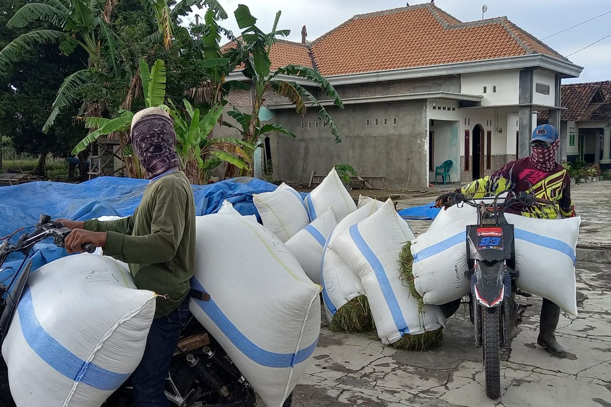 BPS sebut harga gabah tertinggi di tingkat petani capai Rp8.970 per Kg