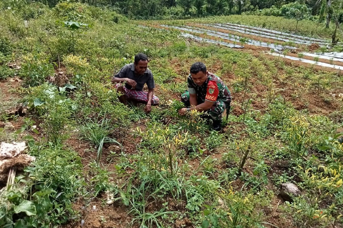 Areal tanam cabai di Temanggung bertambah 3.000 hektare