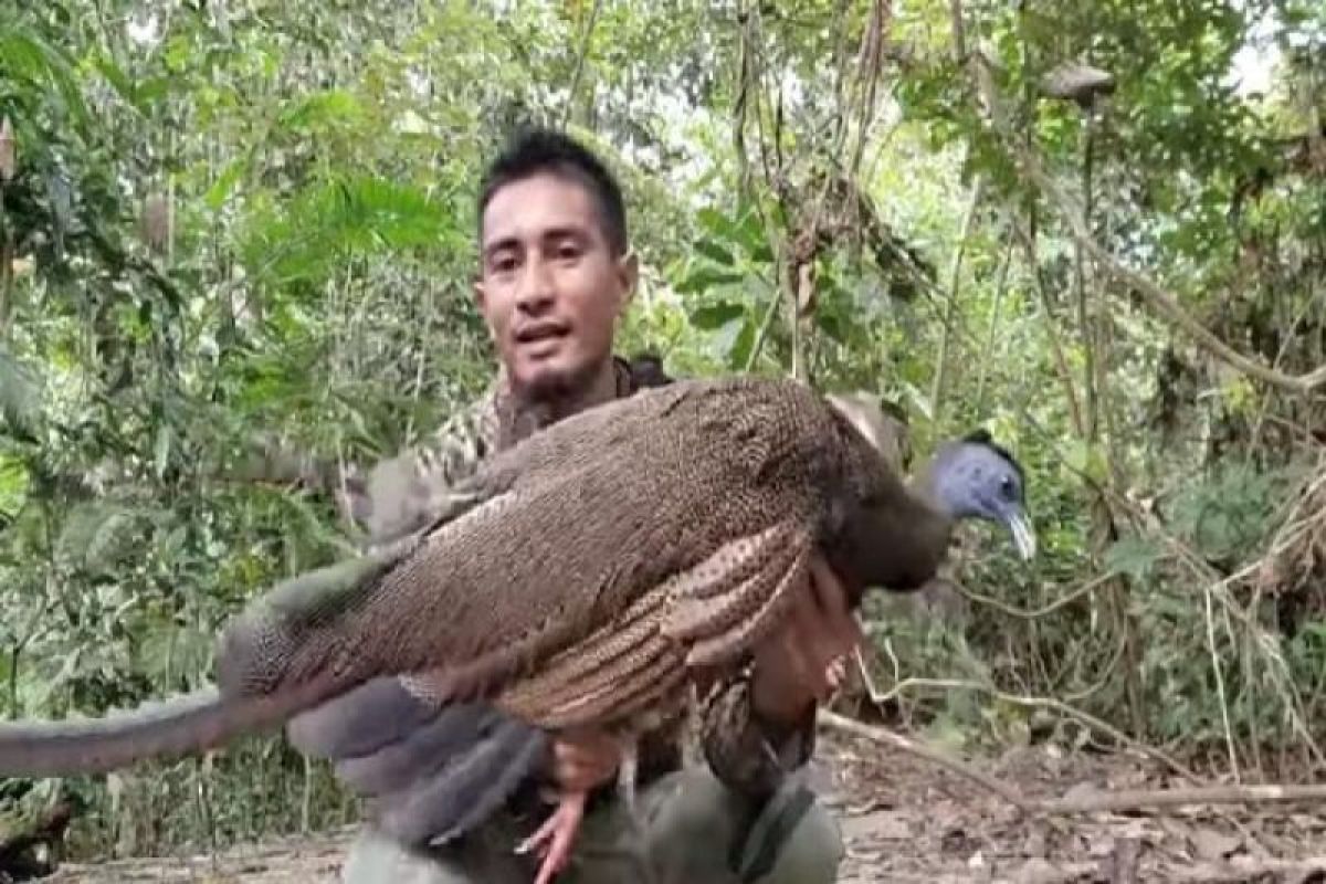 Peneliti sebutkan burung Kuau Raja terancam punah