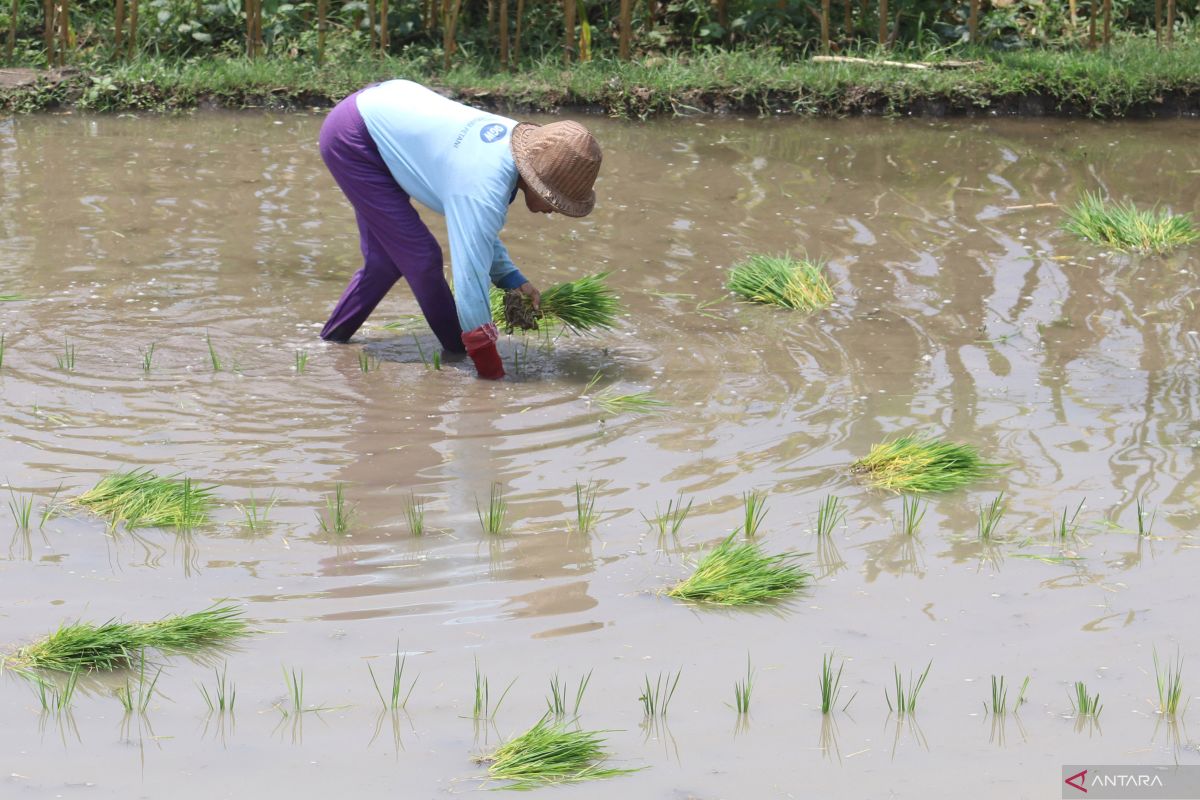 Memacu produksi pangan di tengah fenomena El Nino