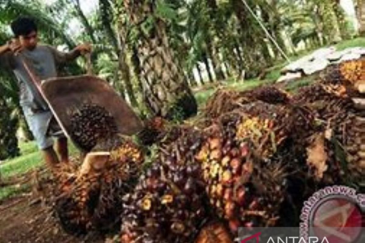 Petani sawit mandiri minim manfaatkan biomassa sawit untuk pupuk